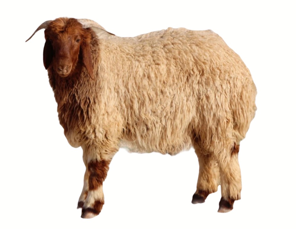 product details image